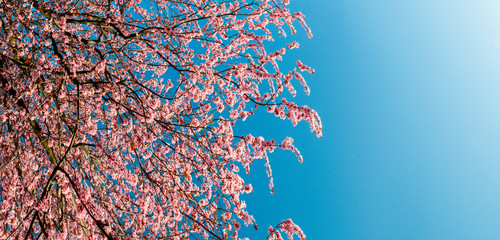 Cherry pink blossoms close up. Blooming cherry tree. Spring floral background. Place for text. Panoramic format