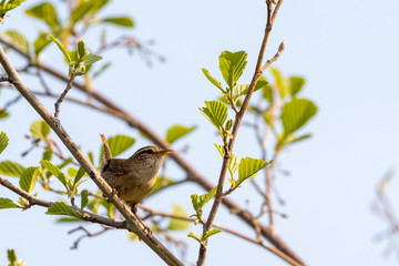 Male Eurasian wren singing on tree branch