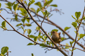 Male Eurasian wren singing on tree branch