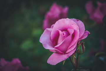 Cultivated pink rose in a garden