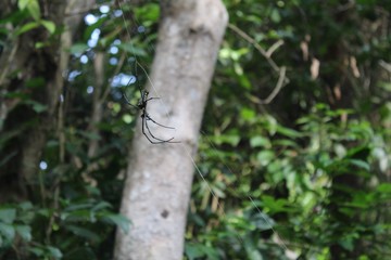 Araña Tailandia