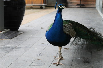 Pavo real