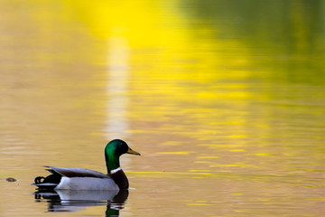 Obraz premium Male wild mallard duck floating on water with yellow flowers reflecting on the surface providing beautiful scenery