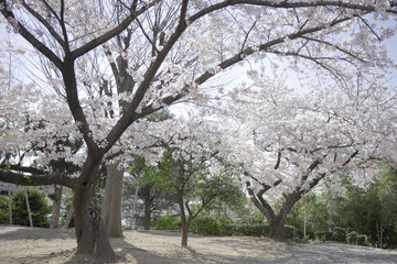 満開の桜