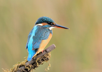 Martin pescador  descansando sobre una rama con musgo  (Alcedo atthis) Marbella Andalucía España
