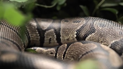 Hand picks an apple from a snake