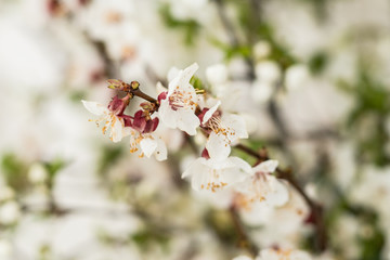 spring photo zone, spring background, easter background