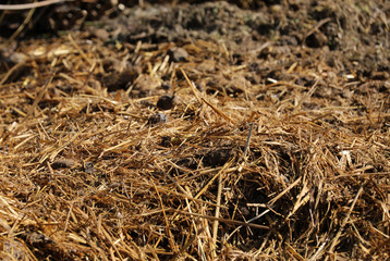 Misthaufen Mist Pferdeäpfel