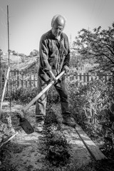 Senior farmer working with a hoe in his vegetable garden. Black and white picture