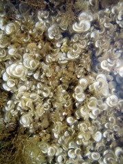 Seaweed Padina pavonica in clear sea water near the shore.