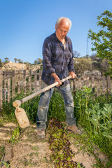 Senior farmer working with a hoe in his vegetable garden