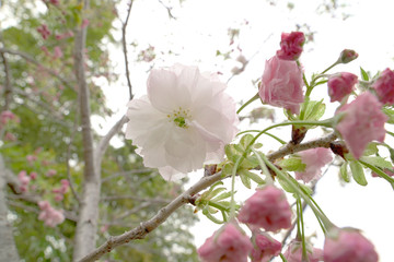 ぼたん桜