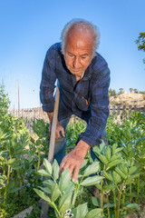 Senior farmer inspect  broad been plants in his vegetable garden