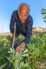Senior farmer inspect  broad been plants in his vegetable garden
