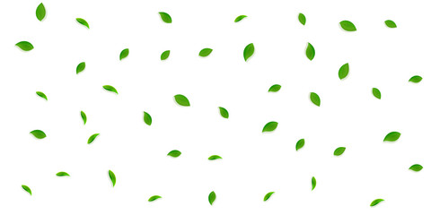 Falling green leaves. Fresh tea random leaves flyi