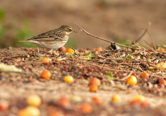 Paddy pipit  in the mid of Jujube fruits at Buri farm, Bahrain