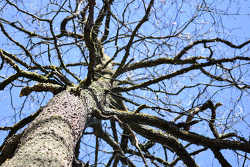Obraz premium Oak tree in the forest