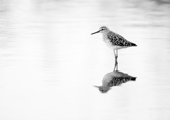 Portrait of a Wood Sandpiper at Asker marsh, Bahrain