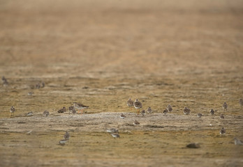 A flock of Ruffs at Asker Marsh, Bahrain