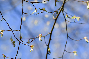 spring in the sky