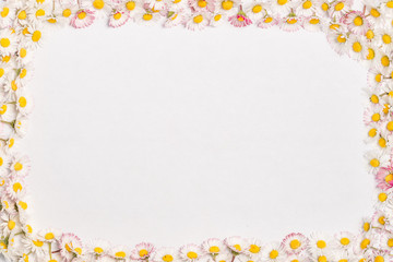 Daisies flower frame with white background 