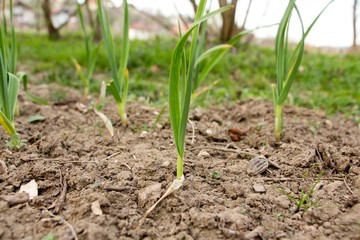 Fresh garlic cultivating