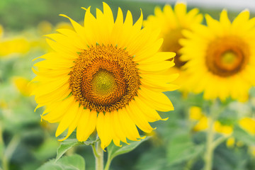Closeup sunflower on the field, selective focus