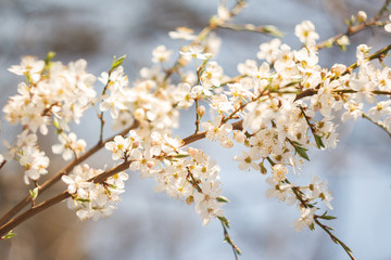 Spring cherry blossom tree