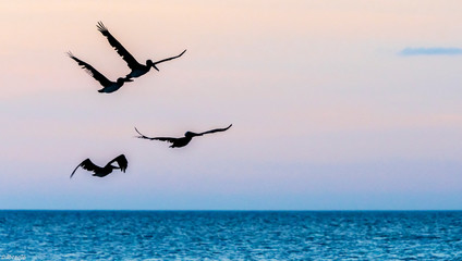 Fototapeta na wymiar Pelicans in flight
