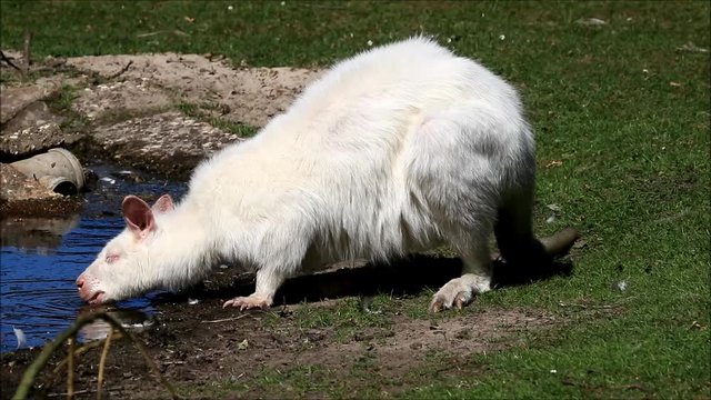 white albino kangaroo drinking water
