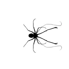 mosquito icon vector