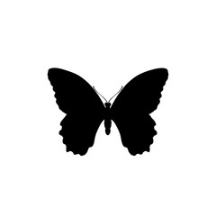 Plakat butterfly icon vector