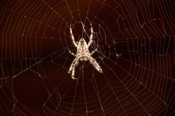 Macro shot of hanging spider