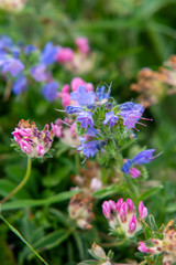 blue flowers macro on greenery