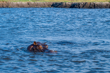Fototapeta premium アフリカンサファリ（ボツワナ）