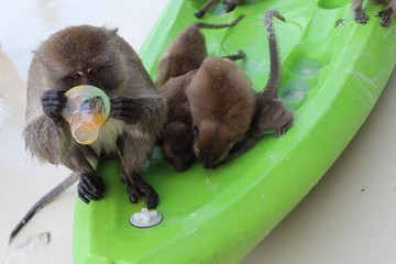 Monos comiendo en Jerarquia