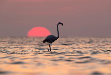 Greater Flamingos and sunrise Asker coast, Bahrain © Dr Ajay Kumar Singh