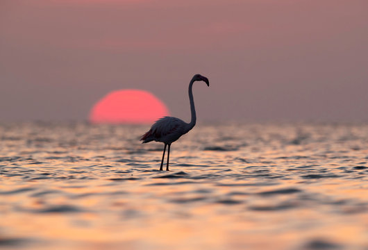 Greater Flamingos and sunrise Asker coast, Bahrain