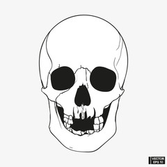 Hand drawn vintage human skull engraved style.