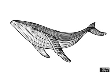 Big whale hand drawing vintage engraving style.