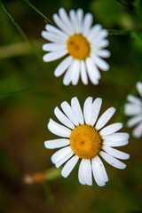 Obraz premium daisies in a green forest