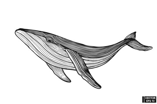 Big whale hand drawing vintage engraving style.