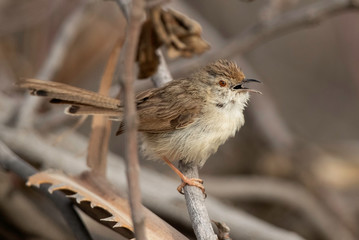 Graceful prinia perched on twig at Buri farm, Bahrain