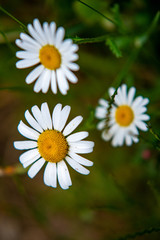 Obraz premium daisies in a green forest