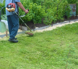 A gardener mows the lawn in the backyard with a gasoline trimmer