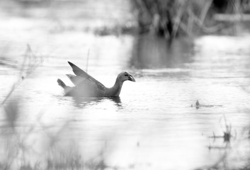Grey-headed Swamphen in its habitat at Asker Marsh, Bahrain