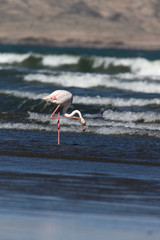 A pink flamingo in the sea