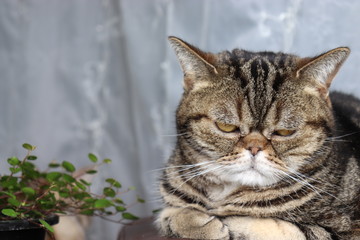 つまらなそうな表情の猫アメリカンショートヘア