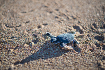 Baby turtle crawling on beach sand