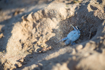 Baby turtle rolled over in manmade footprint